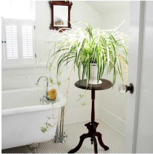 Обитатели Домашних Тропиков: растения для ванной комнаты. 03 Обитатели Домашних Тропиков: растения для ванной комнаты. 03