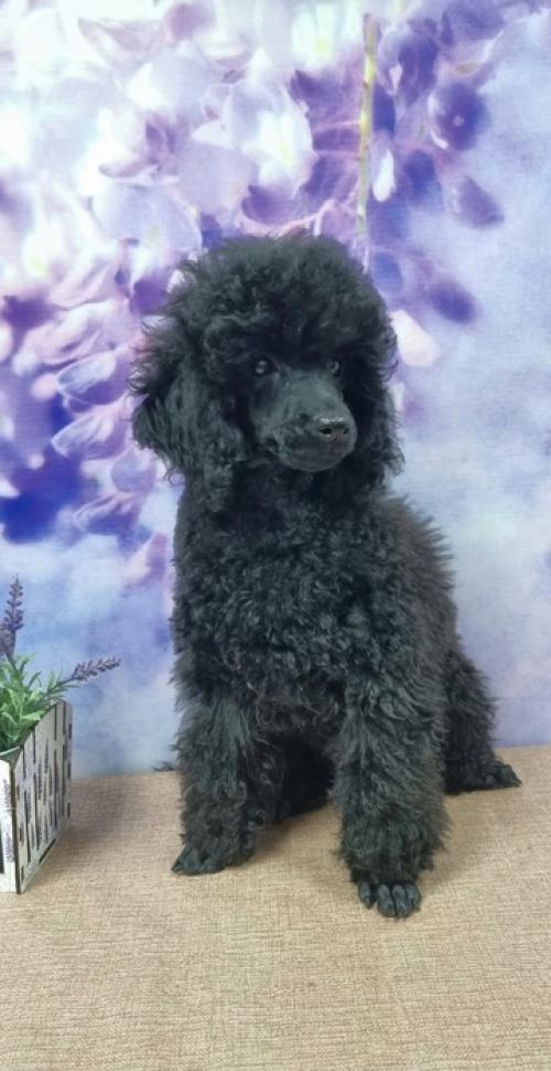 Красотка магнолия собирает чемоданы домой перед дальней дорогой, фото для мамы Светы. 01