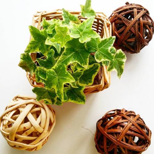 Неприхотливые комнатные растения? 01 Неприхотливые комнатные растения? 01