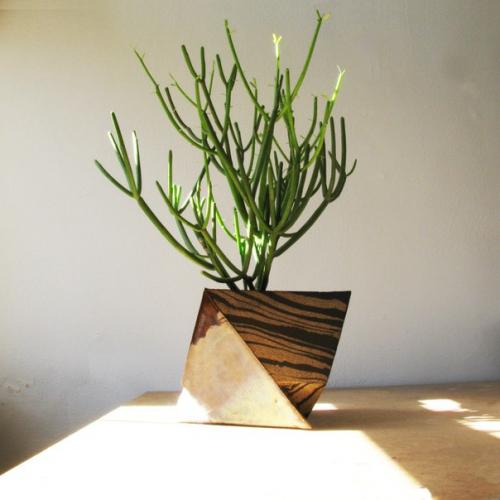 Неприхотливые комнатные растения? 05 Неприхотливые комнатные растения? 05