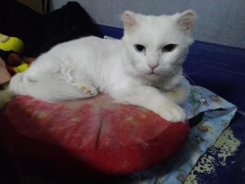 Ищет добрые ручки молодой брутальный белоснежный пушистик с разноцветными глазами, с модной стрижкой. 02