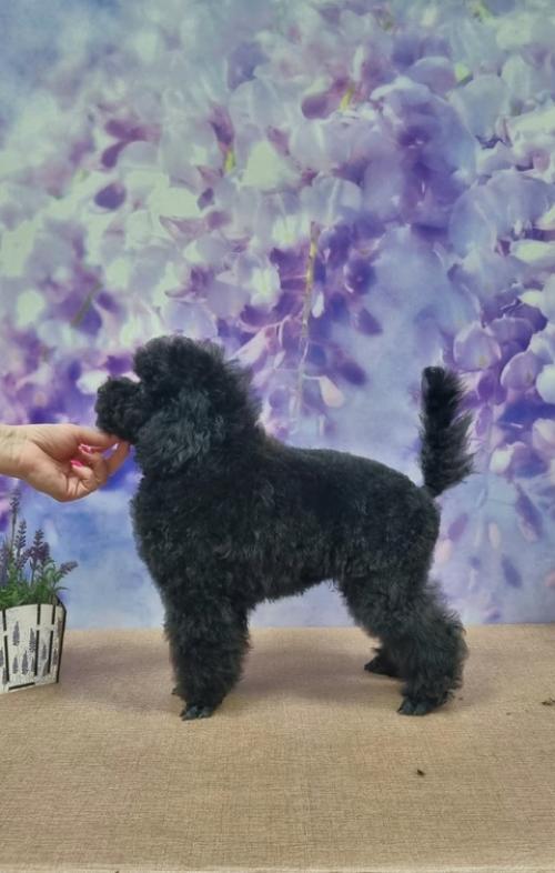 Красотка магнолия собирает чемоданы домой перед дальней дорогой, фото для мамы Светы. 02