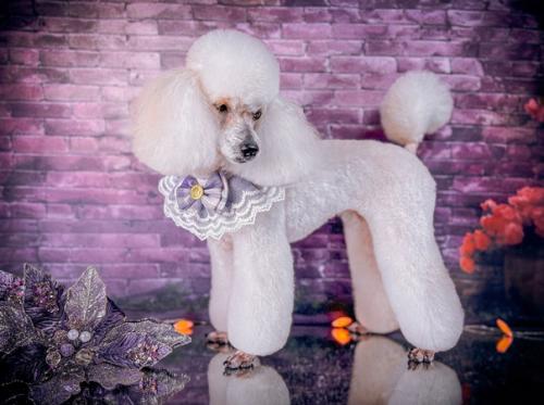 Две гостьи моего салона бэтти и тоя. 09