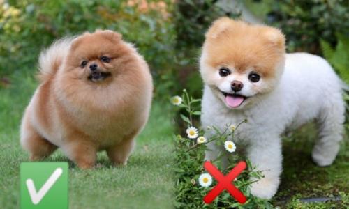 Вот такие видео с застриженными шпицами все больше набирает популярность, к примеру это видео набрало 15 миллионов просмотров! 02