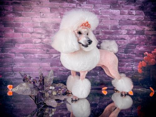 Две гостьи моего салона бэтти и тоя. 06