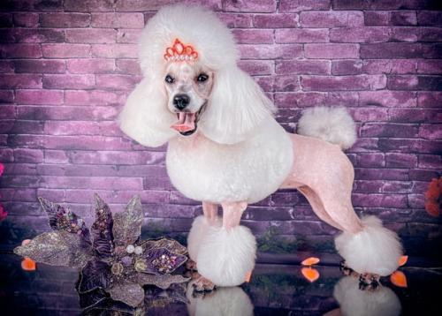 Две гостьи моего салона бэтти и тоя. 07