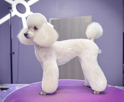 Две гостьи моего салона бэтти и тоя. 01