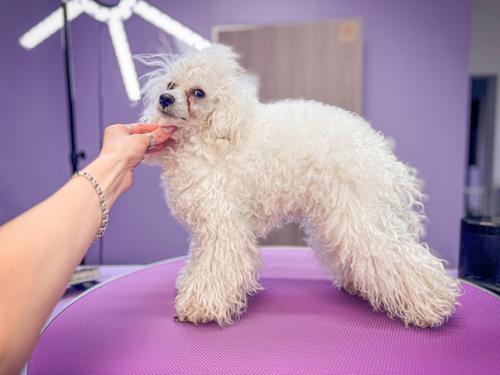 Две гостьи моего салона бэтти и тоя. 05