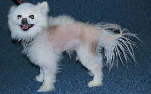 Вот такие видео с застриженными шпицами все больше набирает популярность, к примеру это видео набрало 15 миллионов просмотров! 01