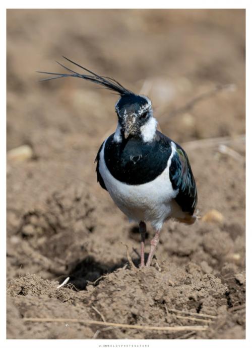 Ранней весной, в марте, когда в полях лишь начинают появляться первые проталины, возвращаются они голосистые чибисы. 01