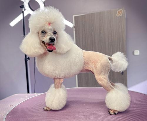 Две гостьи моего салона бэтти и тоя. 03