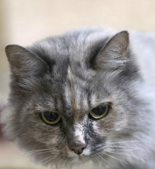 Ещё одна кошечка из вновь прибывших в поисках семьи. 

