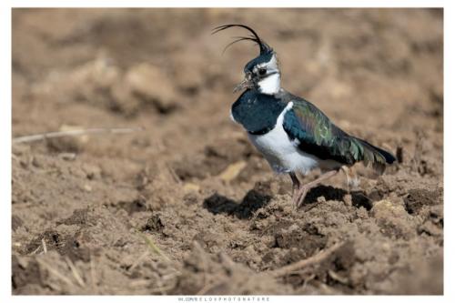 Ранней весной, в марте, когда в полях лишь начинают появляться первые проталины, возвращаются они голосистые чибисы. 02