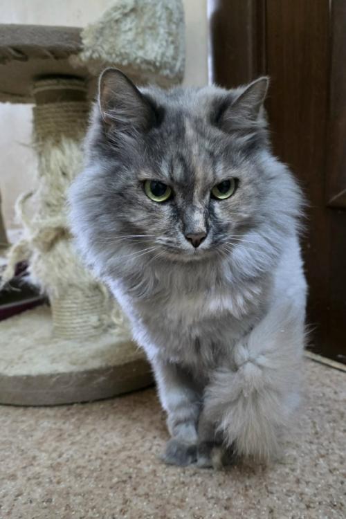 Ещё одна кошечка из вновь прибывших в поисках семьи. 01