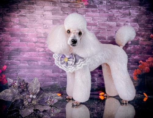 Две гостьи моего салона бэтти и тоя. 08