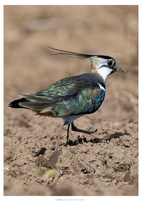 Ранней весной, в марте, когда в полях лишь начинают появляться первые проталины, возвращаются они голосистые чибисы. 07