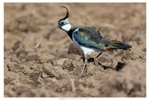 Ранней весной, в марте, когда в полях лишь начинают появляться первые проталины, возвращаются они голосистые чибисы. 03