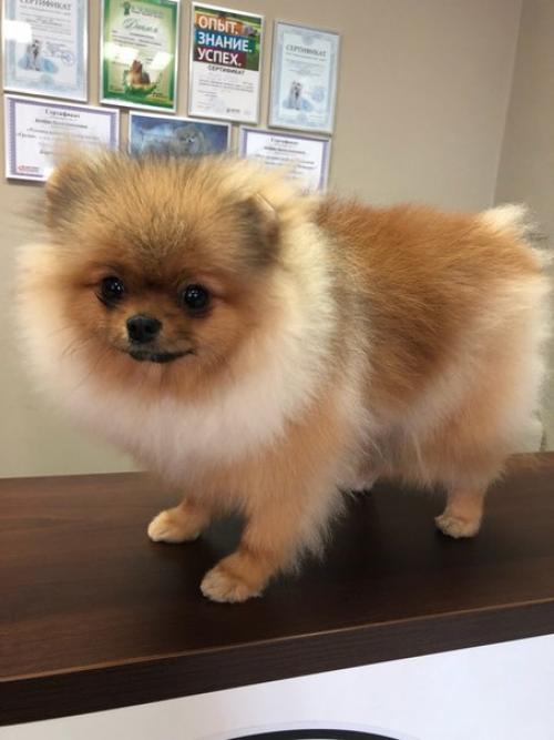 Жизнь соло: четыре мифа. 01 Жизнь соло: четыре мифа. 01