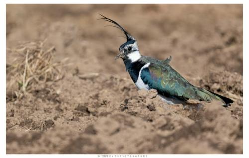 Ранней весной, в марте, когда в полях лишь начинают появляться первые проталины, возвращаются они голосистые чибисы. 06