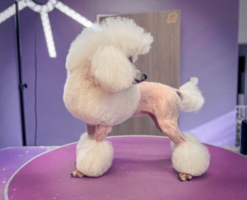 Две гостьи моего салона бэтти и тоя. 04