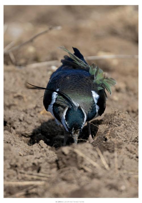 Ранней весной, в марте, когда в полях лишь начинают появляться первые проталины, возвращаются они голосистые чибисы. 04