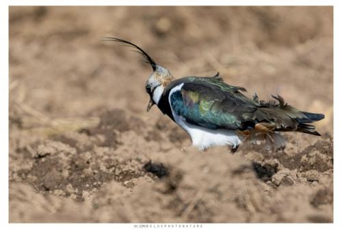 Ранней весной, в марте, когда в полях лишь начинают появляться первые проталины, возвращаются они голосистые чибисы. 05