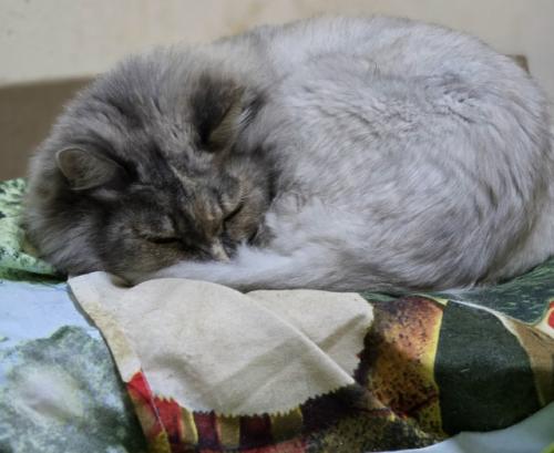 Ещё одна кошечка из вновь прибывших в поисках семьи. 02