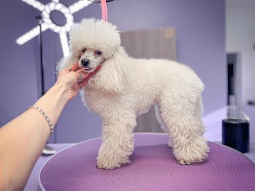 Две гостьи моего салона бэтти и тоя. 02