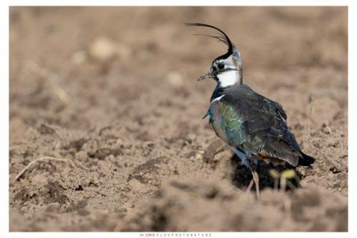 Ранней весной, в марте, когда в полях лишь начинают появляться первые проталины, возвращаются они голосистые чибисы. 08