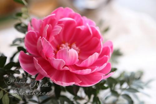 Уже завтра этот волшебный древовидный пион будет вплетаться в веночек для маленькой принцессы. 01