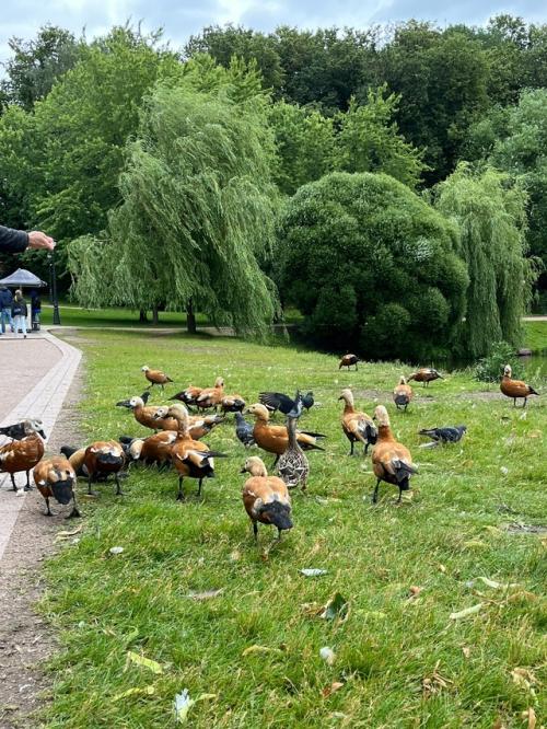 Царицынские утки мой день сделали! 03