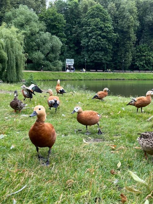 Царицынские утки мой день сделали! 05