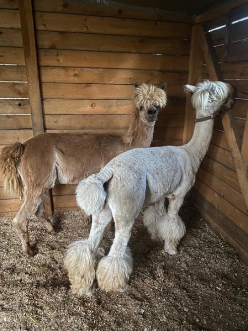 Эмили теперь с модной стрижкой под названием Литл Пони с гривкой и хвостом, как у пони. 04
