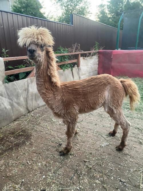 Эмили теперь с модной стрижкой под названием Литл Пони с гривкой и хвостом, как у пони. 02