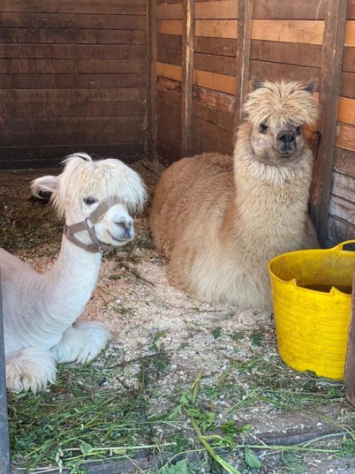 Эмили теперь с модной стрижкой под названием Литл Пони с гривкой и хвостом, как у пони. 03