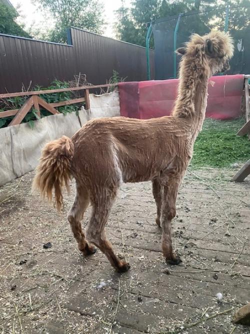 Эмили теперь с модной стрижкой под названием Литл Пони с гривкой и хвостом, как у пони. 01