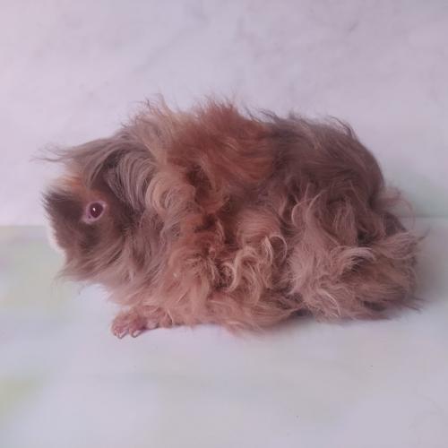 В продаже у нас есть ещё вот такой мальчишечка лункария слейт - золото белый. 01