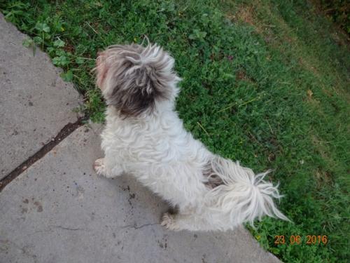 Мы ищем хозяев для замечательной собачки Муси! 03