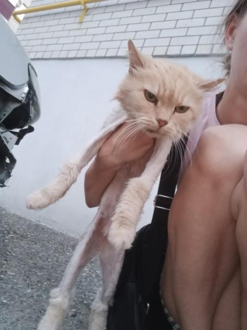 Михайловск. На ул. Ленина появился вот такой малыш с модной стрижкой. 01