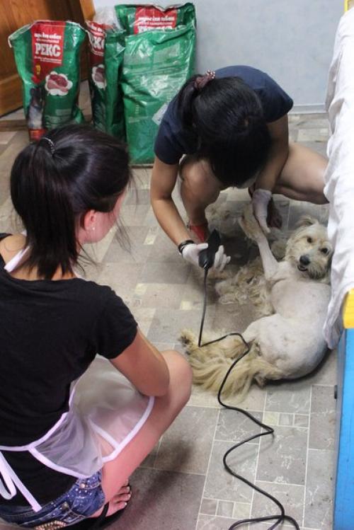 Благодарности пост на днях в приюте случилось волшебство: скромная пушинка превратилась в элегантную собачку с модной стрижкой! 02