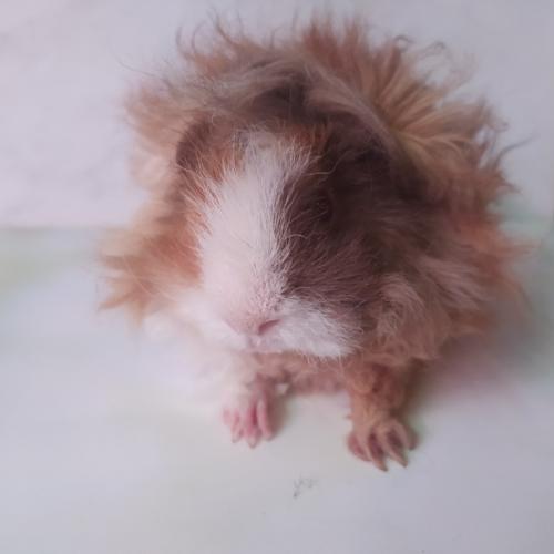 В продаже у нас есть ещё вот такой мальчишечка лункария слейт - золото белый. 02