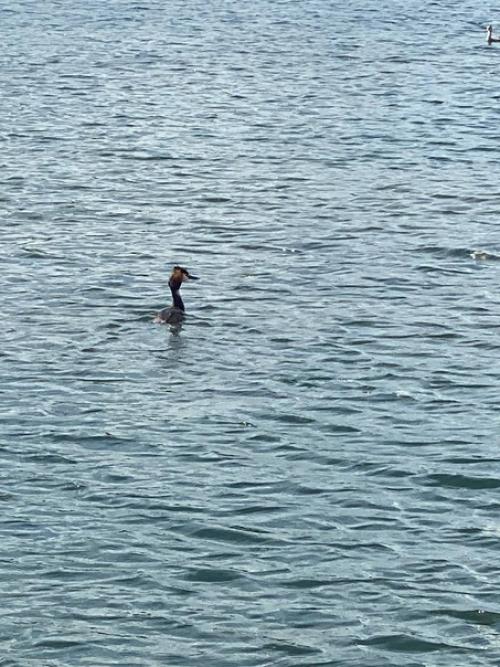 Целое семейство на одном из карьеров Солнечногорска плавает. 01