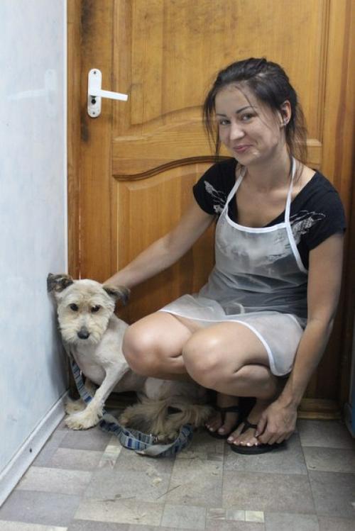 Благодарности пост на днях в приюте случилось волшебство: скромная пушинка превратилась в элегантную собачку с модной стрижкой! 05