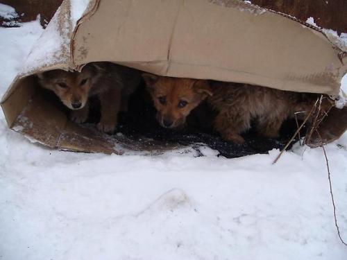 Сердце собаки породы не имеет. 01