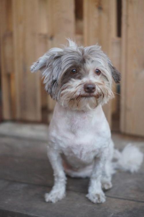 Мы ищем хозяев для замечательной собачки Муси! 04