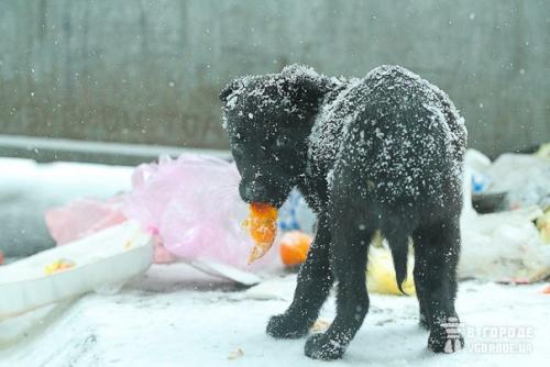 Сердце собаки породы не имеет. 04