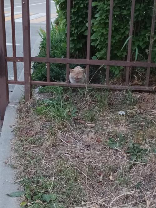 Михайловск. На ул. Ленина появился вот такой малыш с модной стрижкой. 02