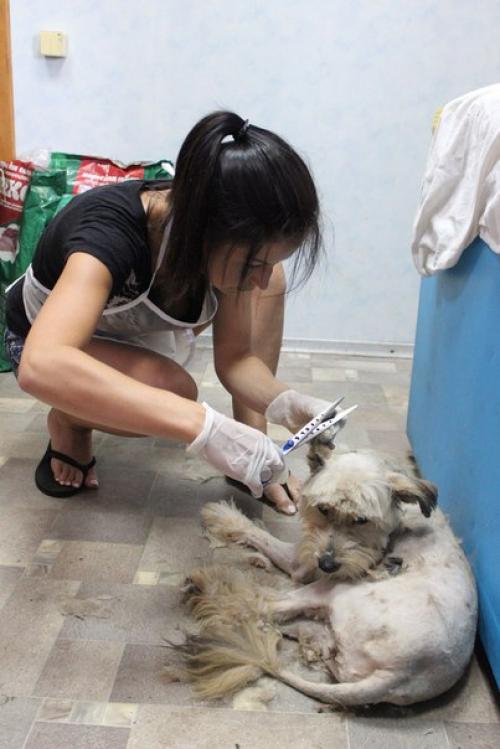 Благодарности пост на днях в приюте случилось волшебство: скромная пушинка превратилась в элегантную собачку с модной стрижкой! 04