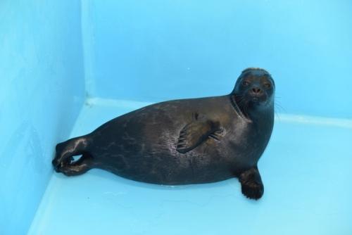 Фонд друзей балтийской нерпы показал нерпенка орешка с Оригинальной Прической. 02