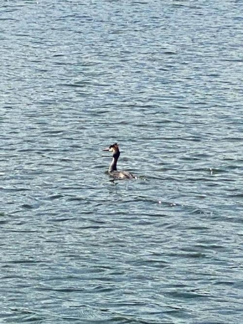 Целое семейство на одном из карьеров Солнечногорска плавает. 02